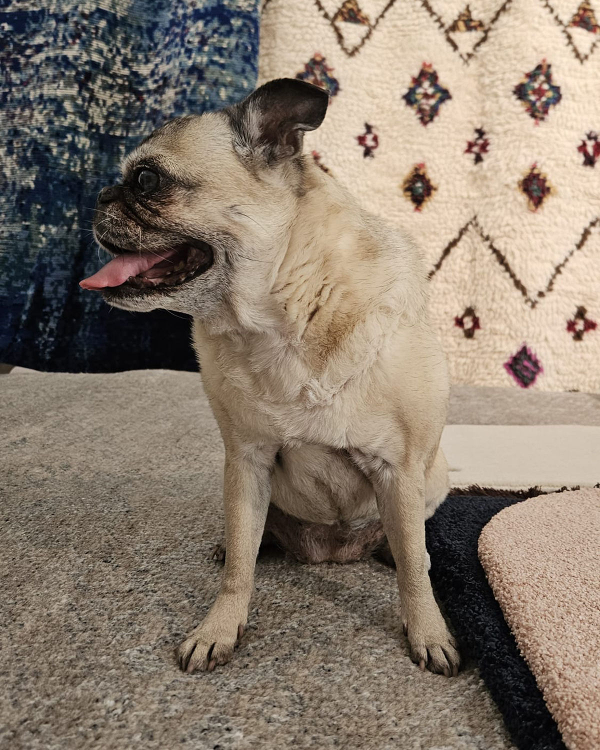 Clean your carpet from pet her - carpettos.de