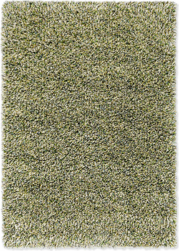 Spring Evergreen